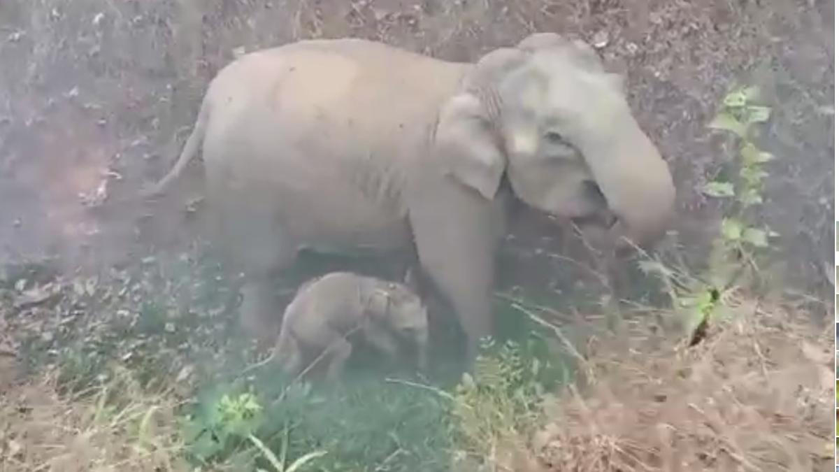 Female elephant and its calf rescued from trench near Mudumalai Tiger Reserve