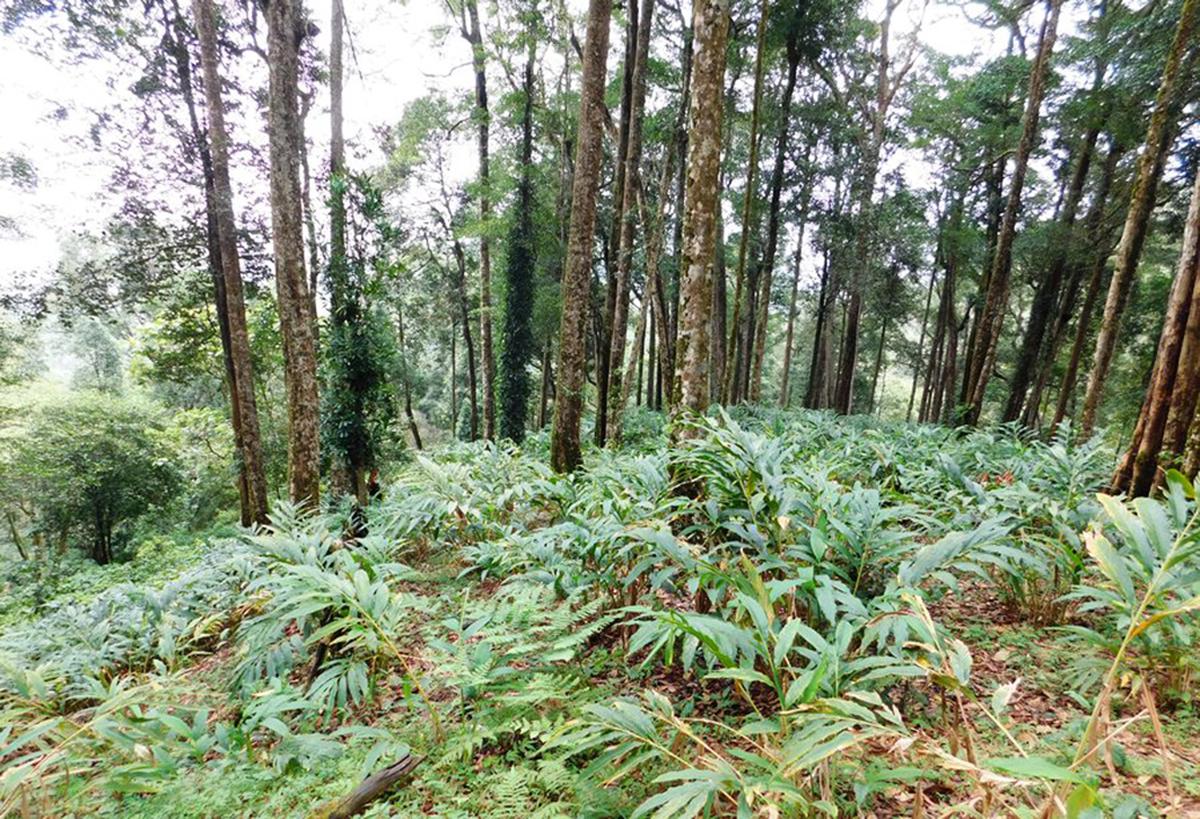 Forest department will soon begin collecting organic cardamom from Edamalakkudy farmers