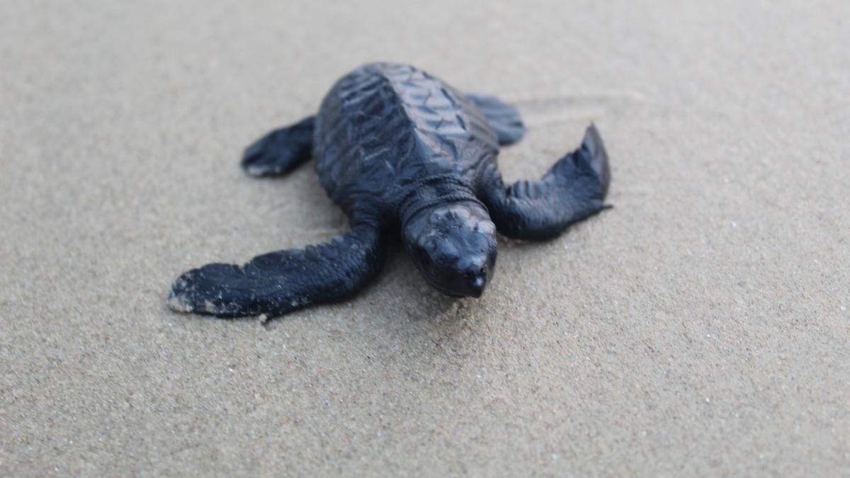 A new documentary lends a helping hand in a community’s fight to save the Olive Ridley turtle