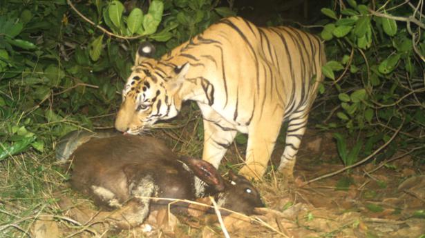 Elusive tiger’s pugmarks found in Ellipi forest in Vizag division