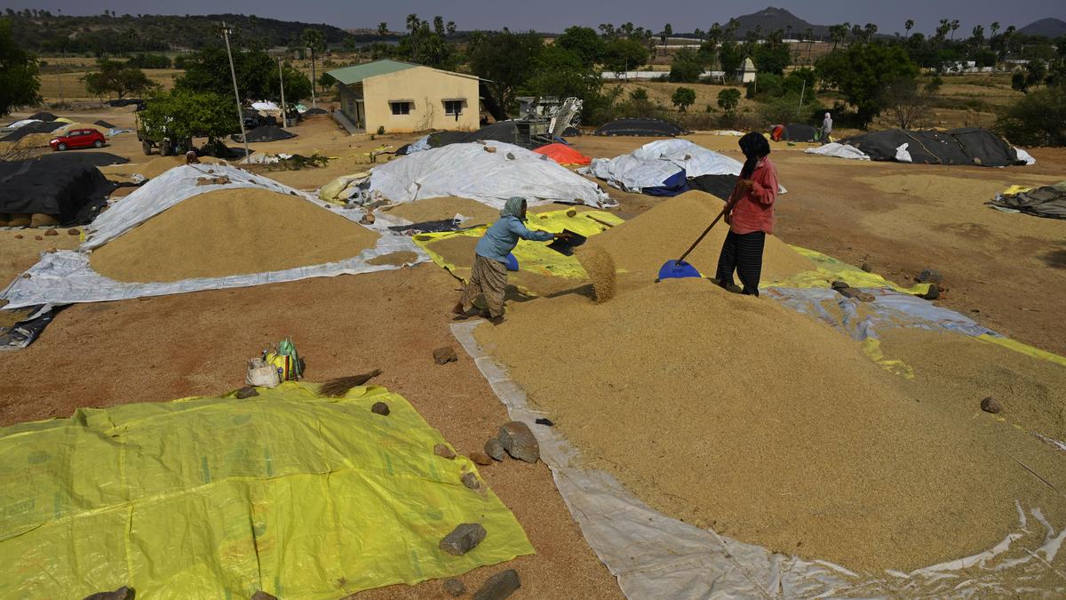 Telangana nears record rabi paddy procurement, government buys 50 LMT from farmers as on May 23