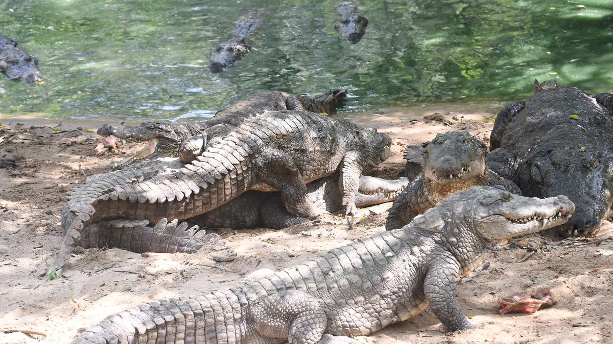 Crocodile Conservation Project India