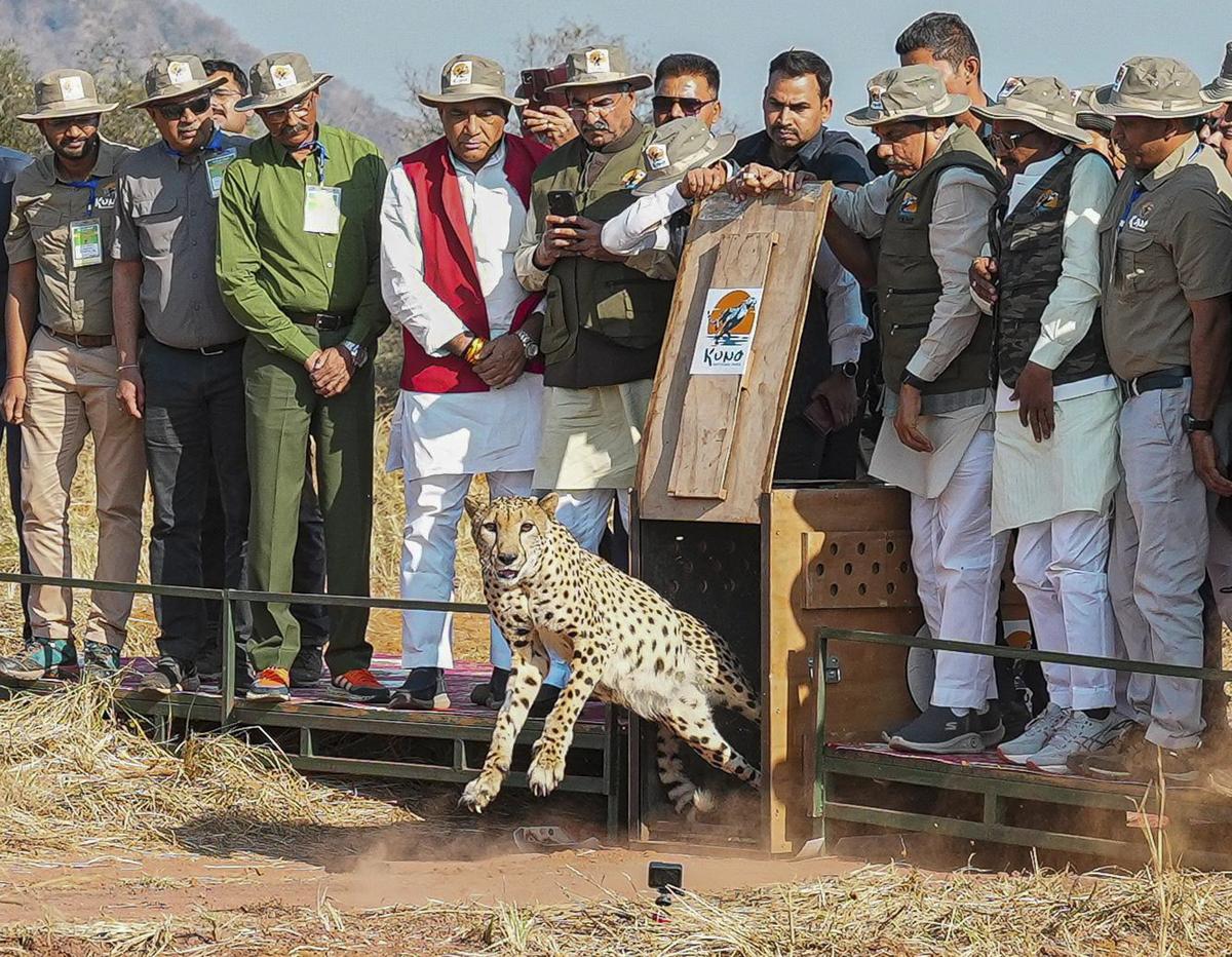 Madhya Pradesh Chief Minister Mohan Yadav during the release of female cheetahs ‘Dheera’ and ‘Asha’ and 3 cubs from a large enclosure into the open forest in Palpur-Kuno National Park on February 5, 2025.