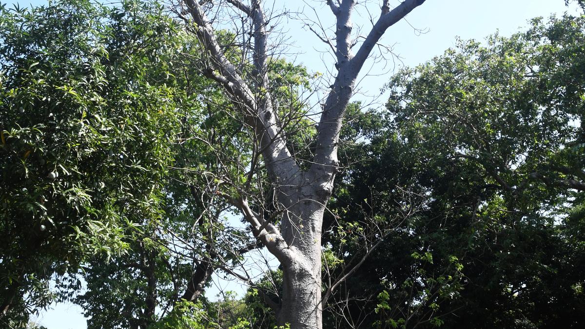 Explore the flora at Chennai’s agri-horticultural society, now taken over by the Tamil Nadu government