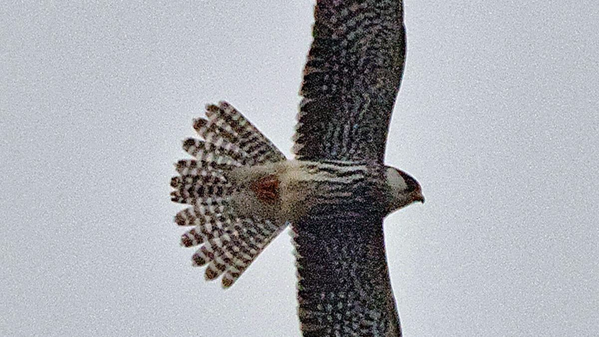 A peek into Cyclone Fengal’s checklist