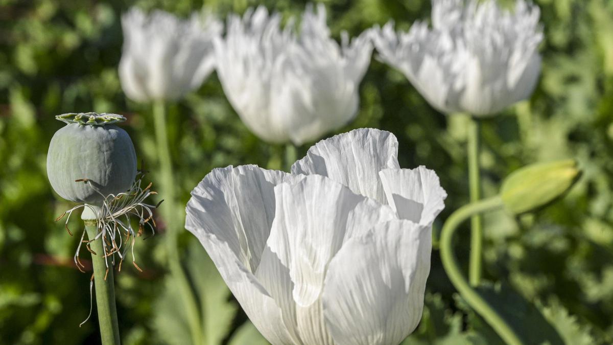 News in Frames: Licensed to bloom