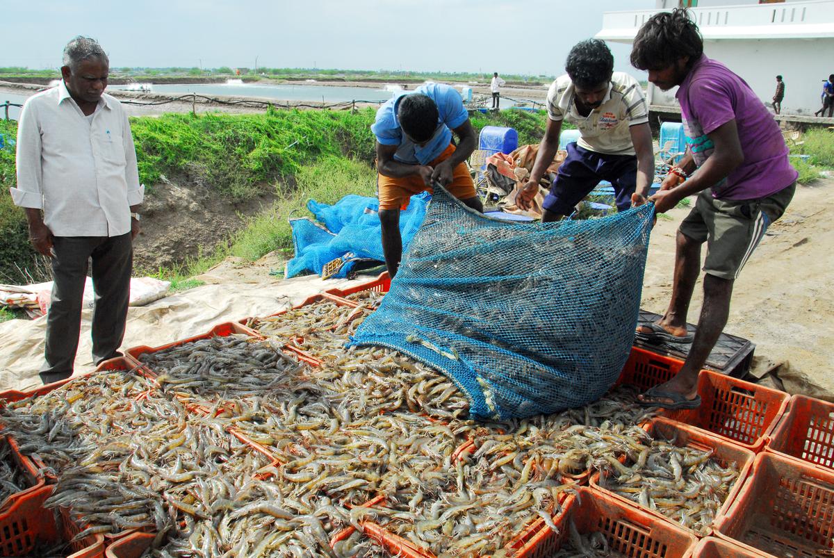Shrimp farmers in Andhra Pradesh mull crop holiday as prices fall