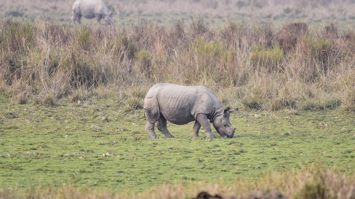 From weed to wealth: Assam women turn water hyacinth into livelihoods near rhino habitat