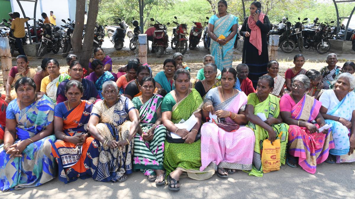 Oleander grown along Thoothukudi–Palayamkottai national highway withering, says petition