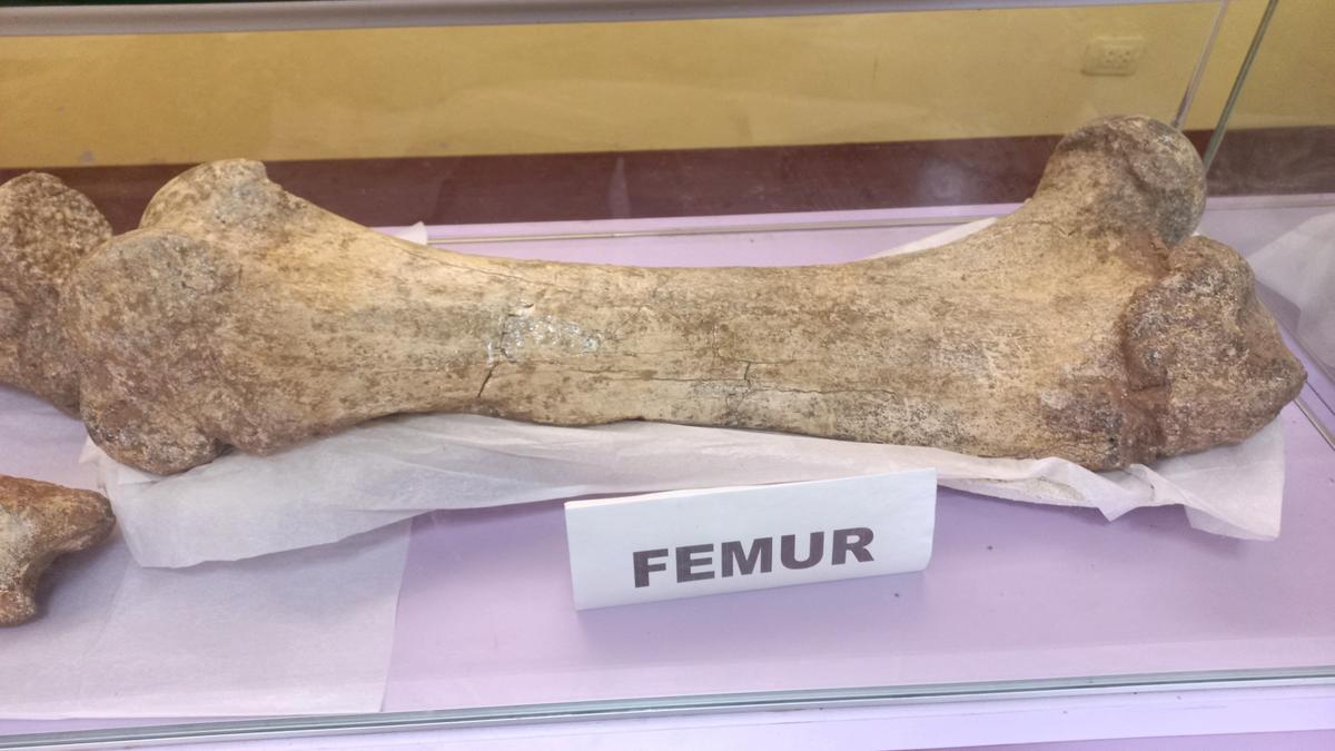 A femur from an Ice Age mastodon, believed to be between 11,000 and 12,000 years old, is shown in Chambara, Peru September 5, 2024. 