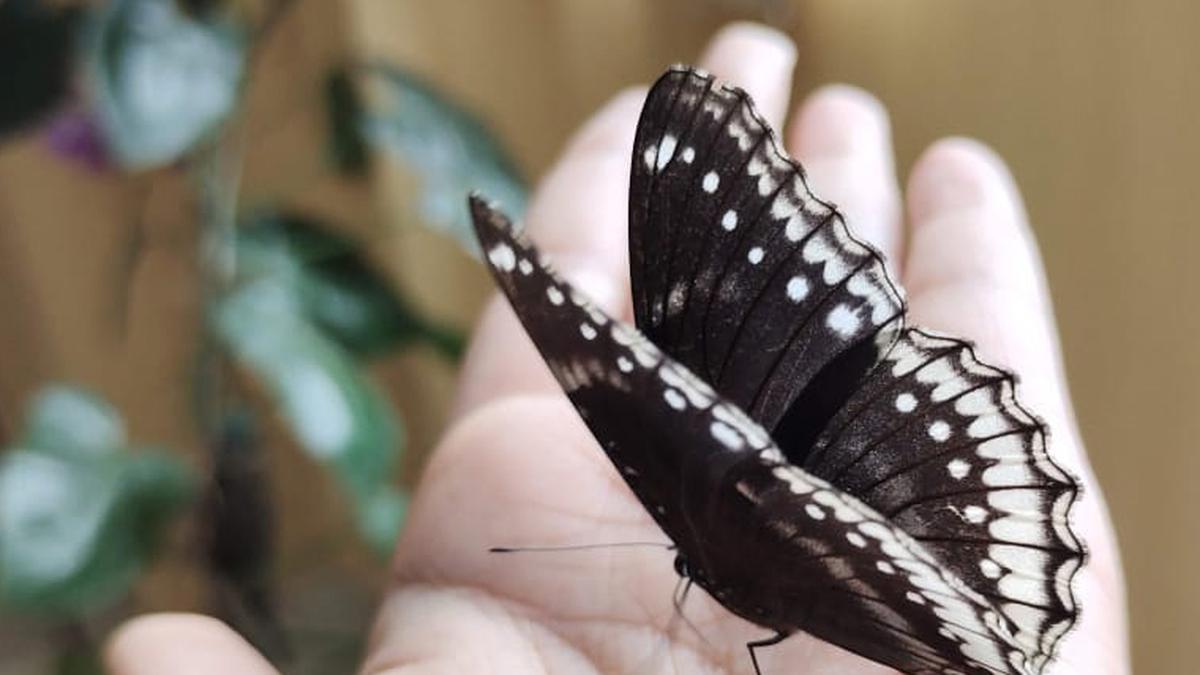 Postal Department official finds joy in raising butterflies, says Bengaluru better than Mumbai