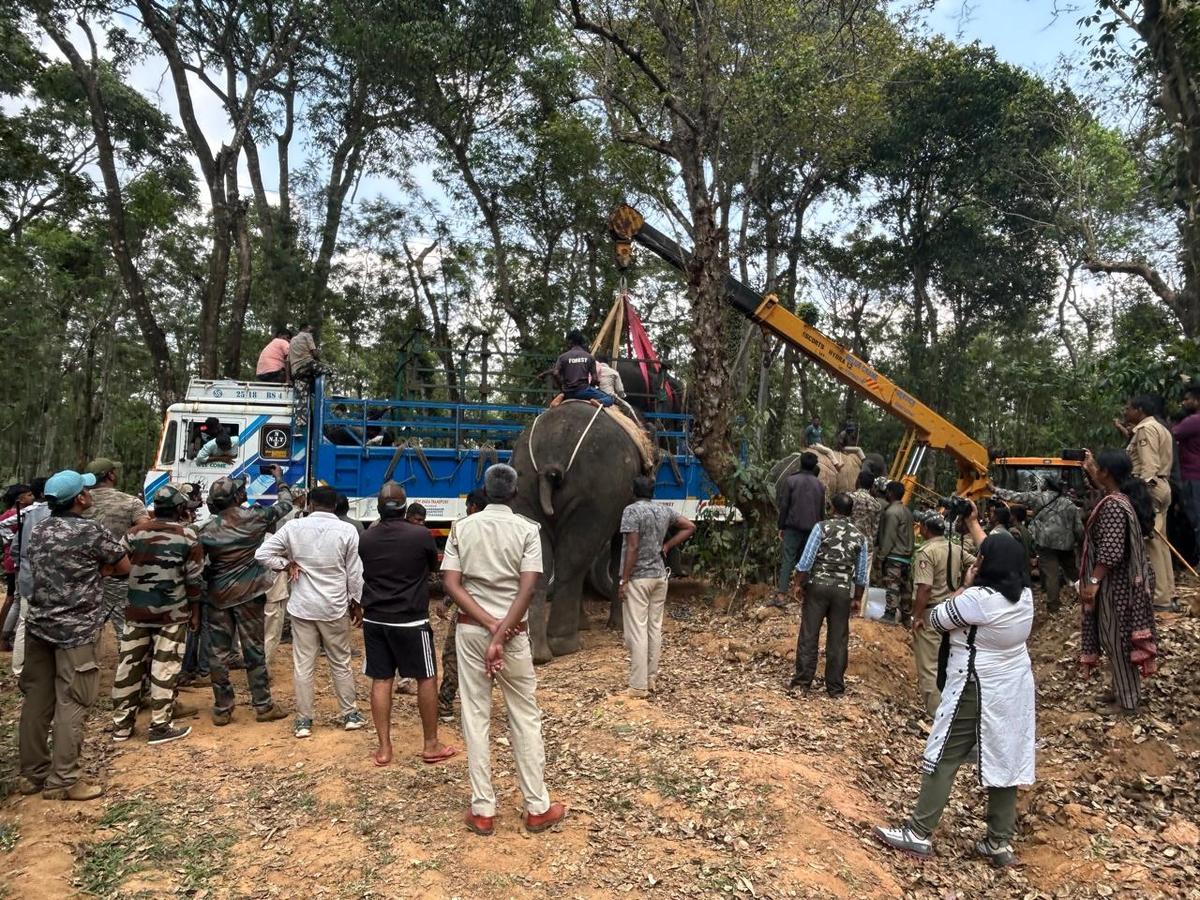 The Forest Department staff captured a wild elephant near Hebbanahalli in Sakleshpur taluk of Hassan district on Sunday.