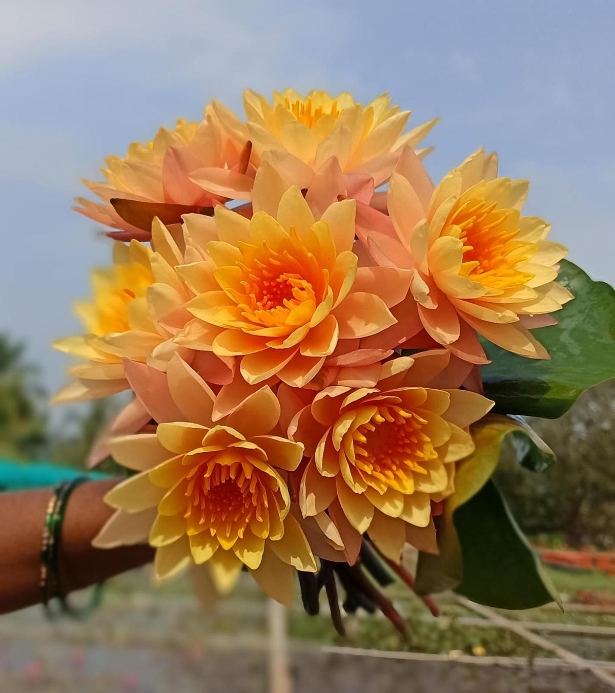 At the Lily Pond Store, Bengaluru At the Lily Pond Store, Bengaluru