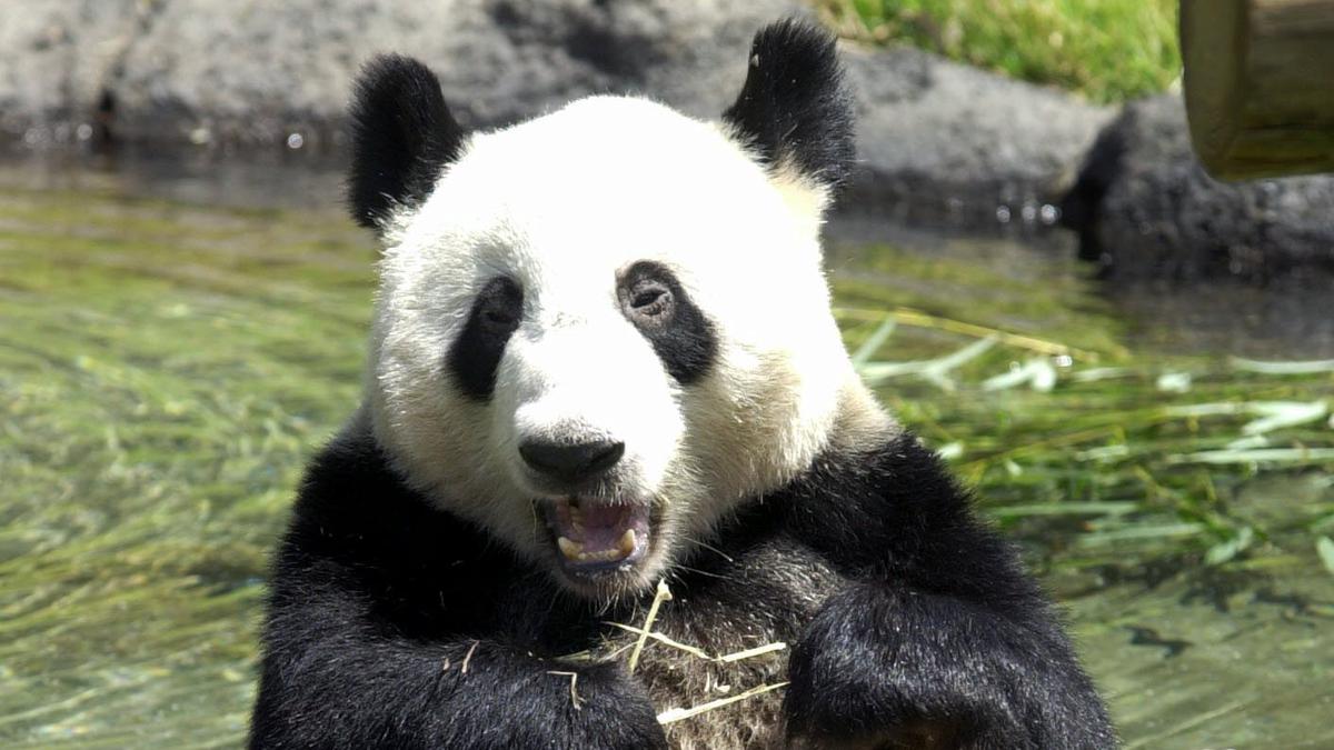 Giant panda Le Le dies after 20 years at Memphis Zoo