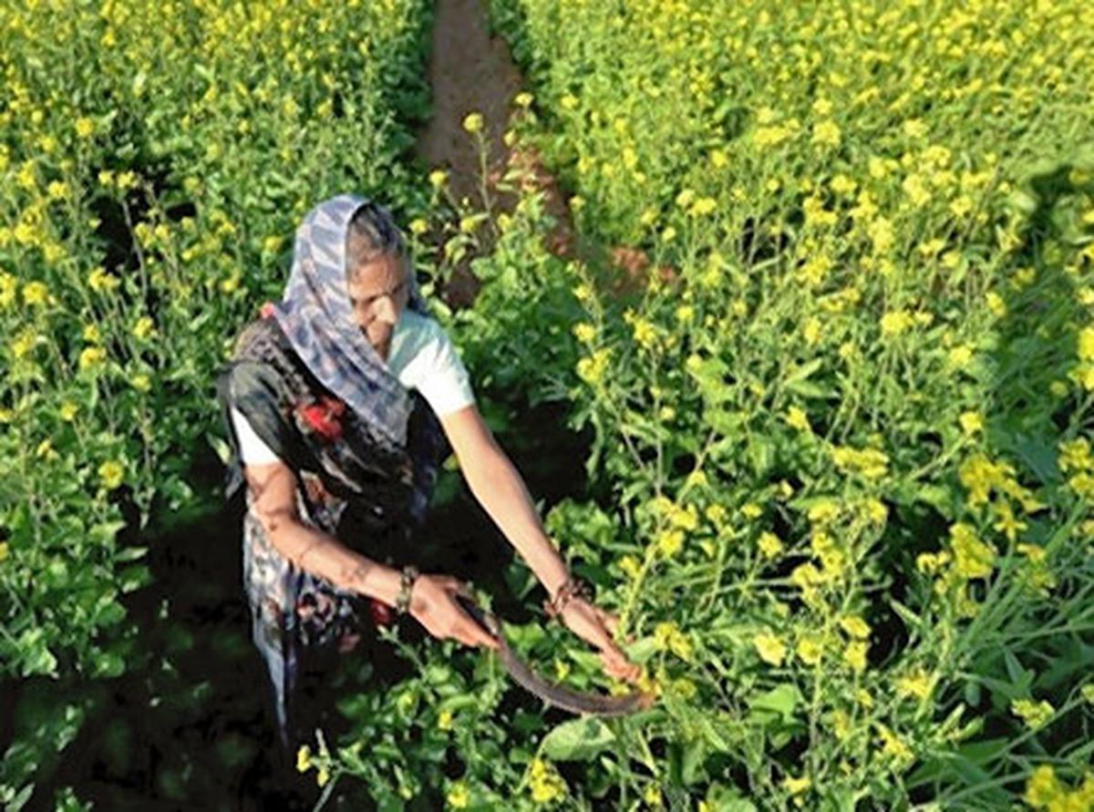 Supreme Court worried over effect of GM crops on livelihood of women farm labourers