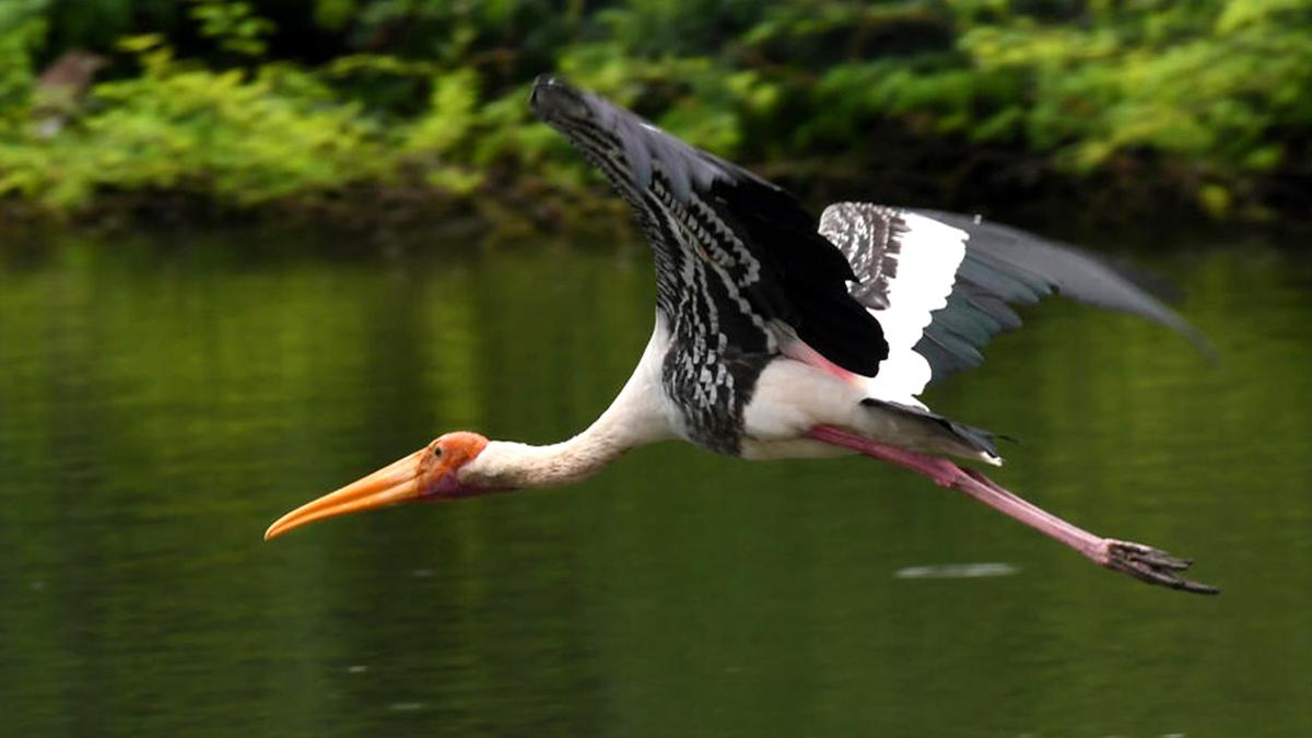 Birds spotted in Upputeru tidal basin near Nakkapalli in Anakapalli district of Andhra Pradesh