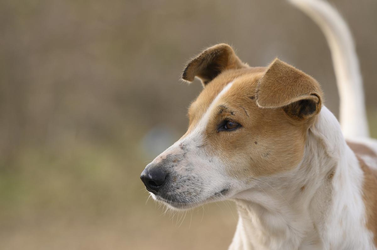 The BBMP will host the animal, and do basic treatment, and if additional medical care or surgery is required, the BBMP will tie up with government or private facilities where the treatment will be provided. 