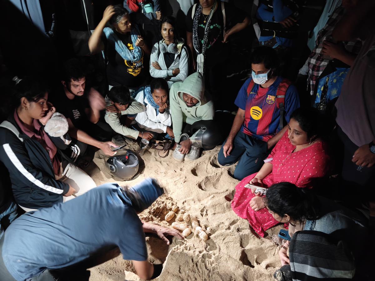 Citizen turtle walks are conducted during the nesting season by multiple groups along the city’s coastline. 