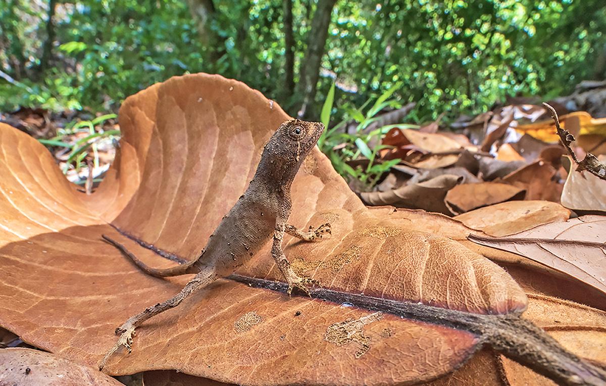 Lizard Agasthyagama edge Lizard Agasthyagama edge