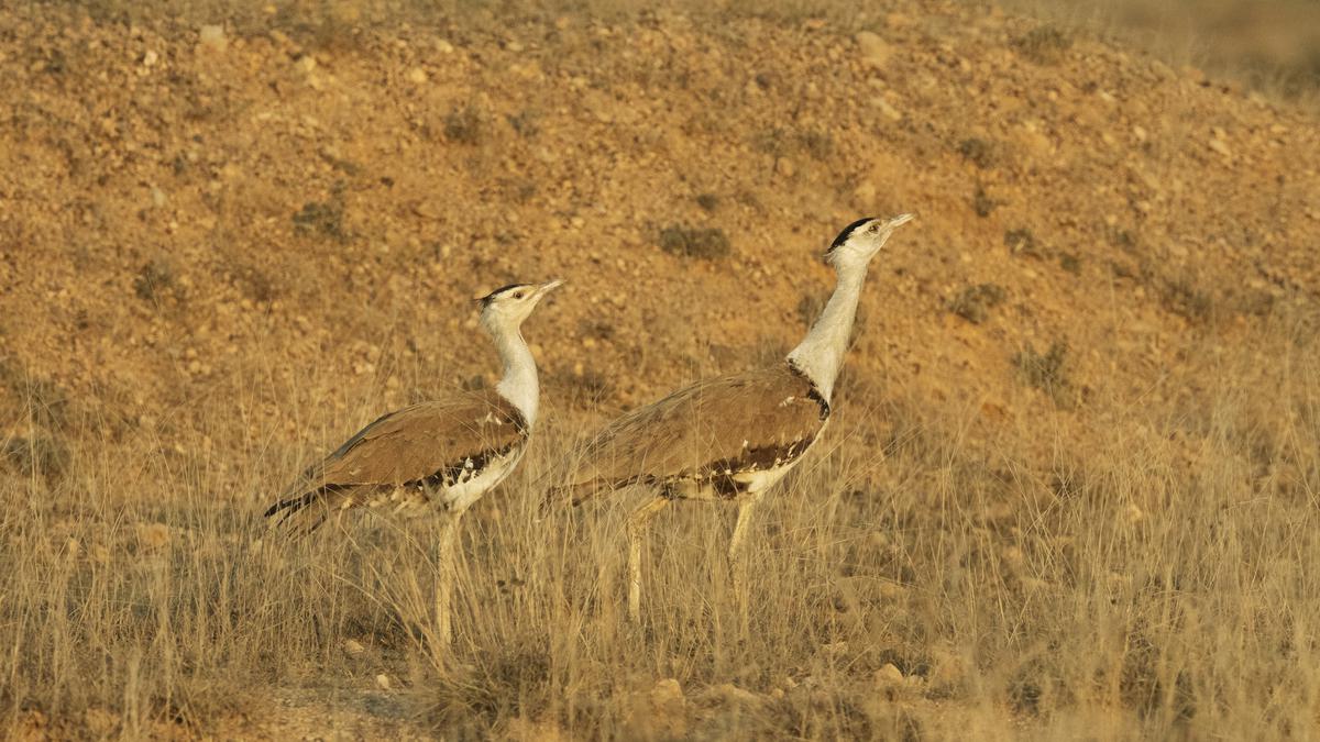 Great Indian Bustard: A whiskey brand aims to save the critically-endangered bird