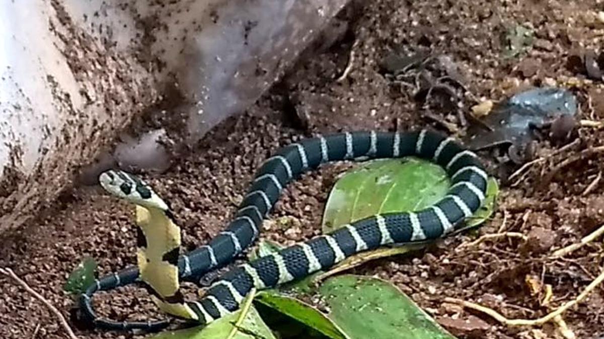 36 snakebite deaths reported from Jan. to June this year in Karnataka as opposed to 19 in all of 2023 