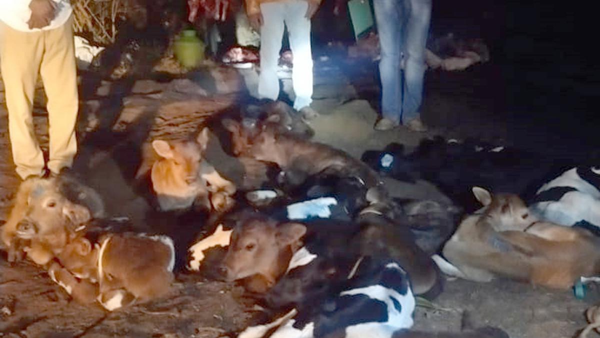 Police raid illegal slaughter house on the outskirts of Bengaluru
