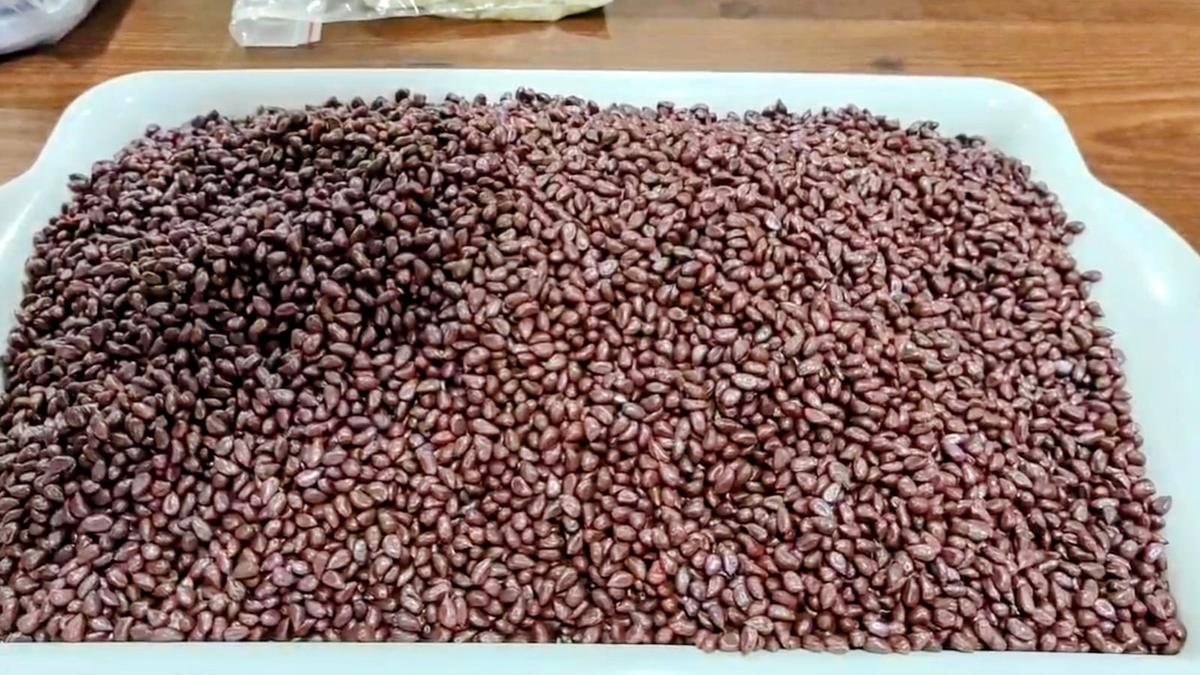 Two arrested with ₹90 lakh worth banned cotton seeds near Medchal