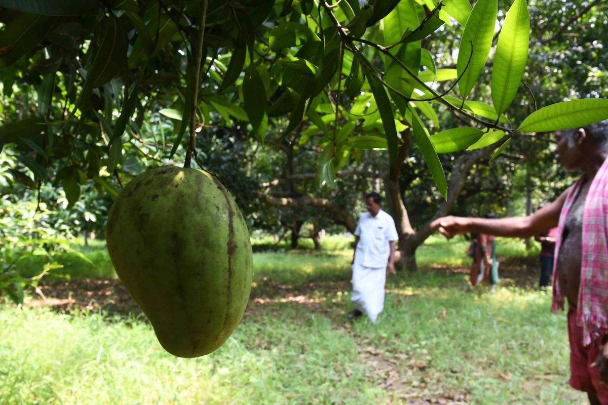 K S Jaganatha Raja also grows the popular Rajapalayam sappatai and panjavarnam mangoes