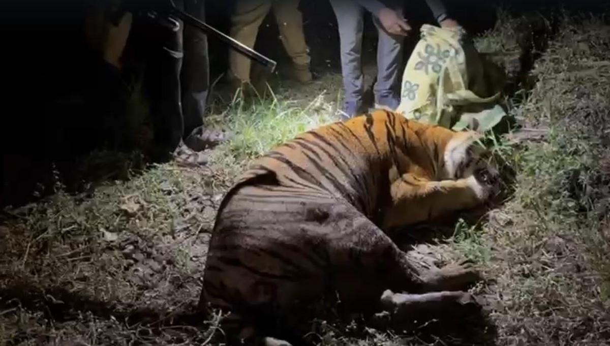 Um tigre macho transitório tranquilizado em um estábulo de gado na vila de Rayavaram mandal, em Kurmapuram, no distrito de East Godavari.
