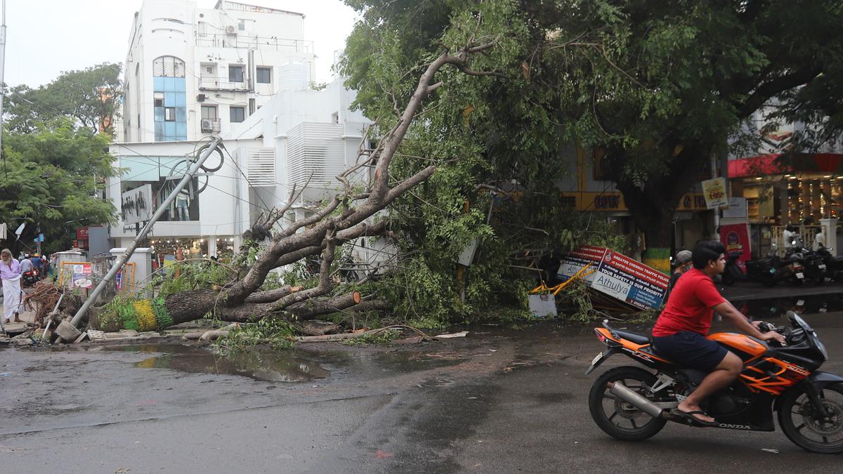 Were those trees uprooted by Cyclone Michaung standing on safe ground?