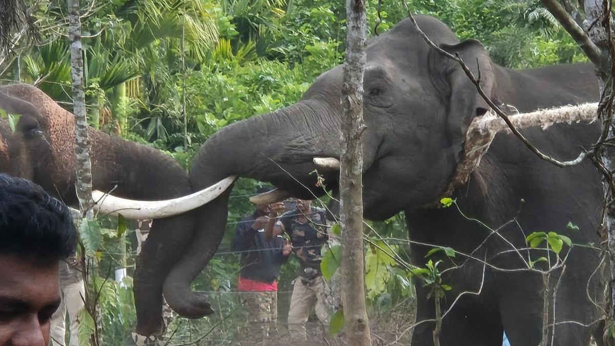 Karnataka Forest Department to &lsquo;soft release&rsquo; captured jumbos into Bhadra sanctuary to mitigate human-elephant conflict in Hassan, Chikkamagaluru and Kodagu