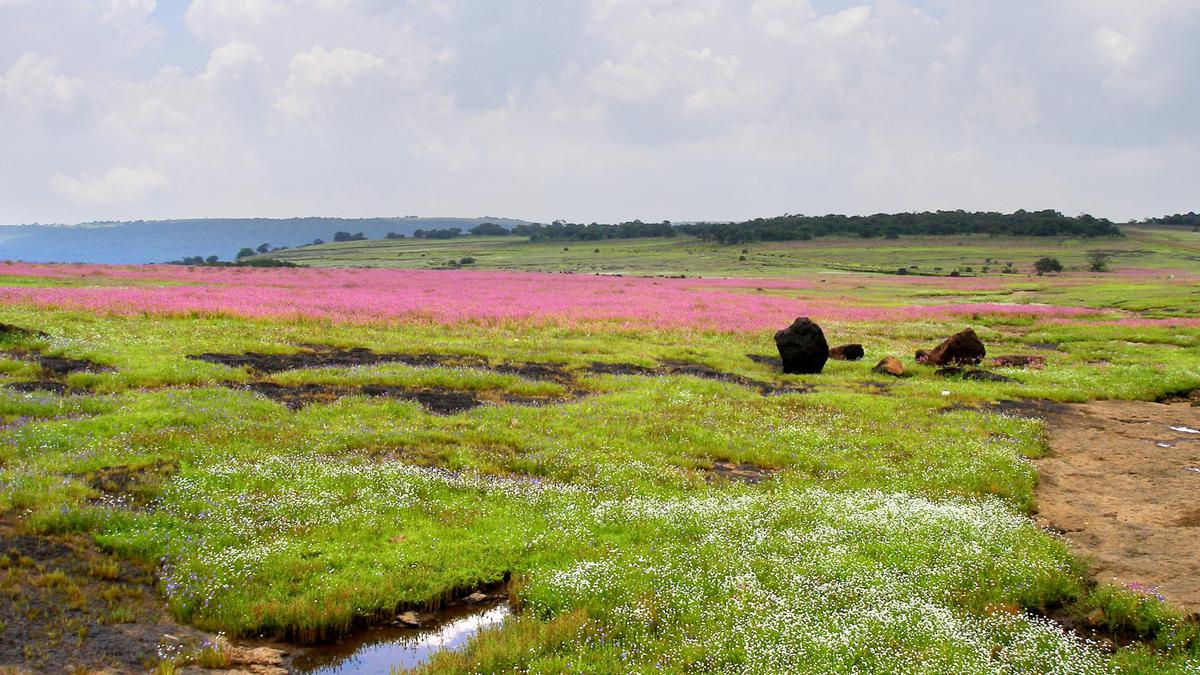 Bengaluru-based academician launches digital database of flora of India
Premium