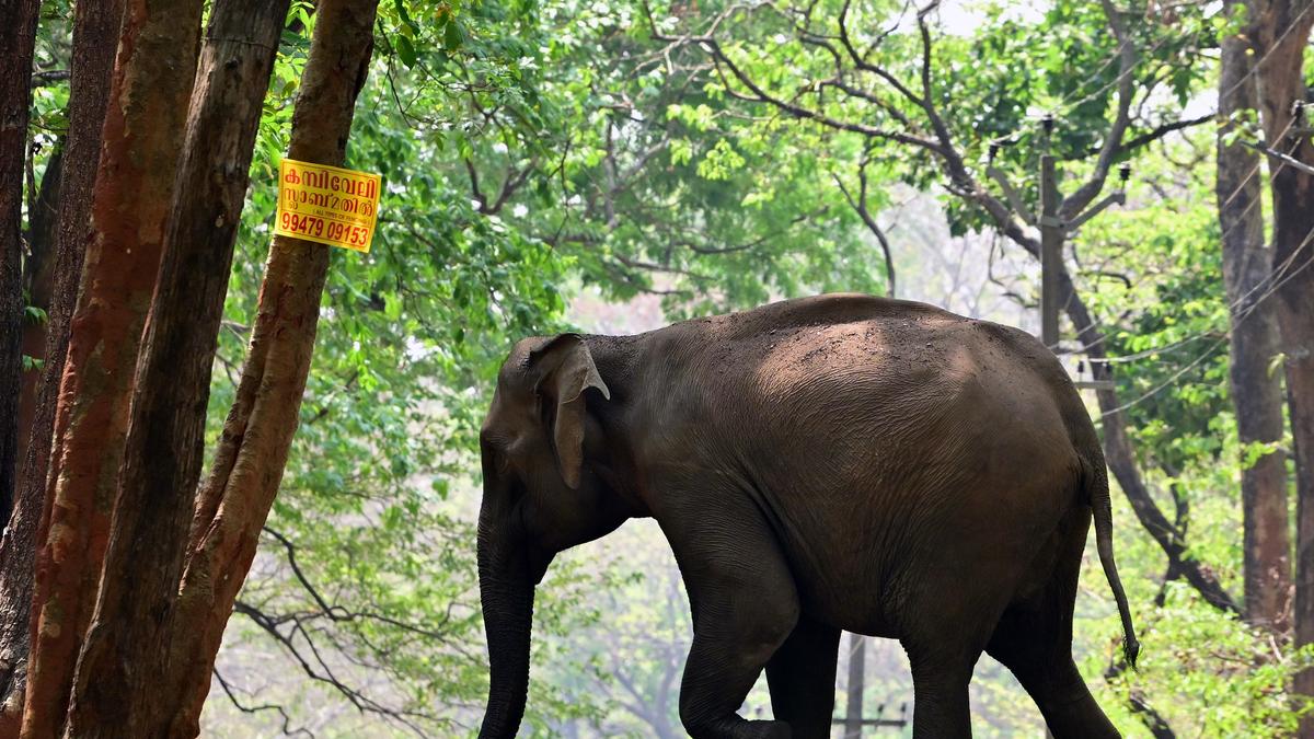 Injured elephant&rsquo;s condition worsens