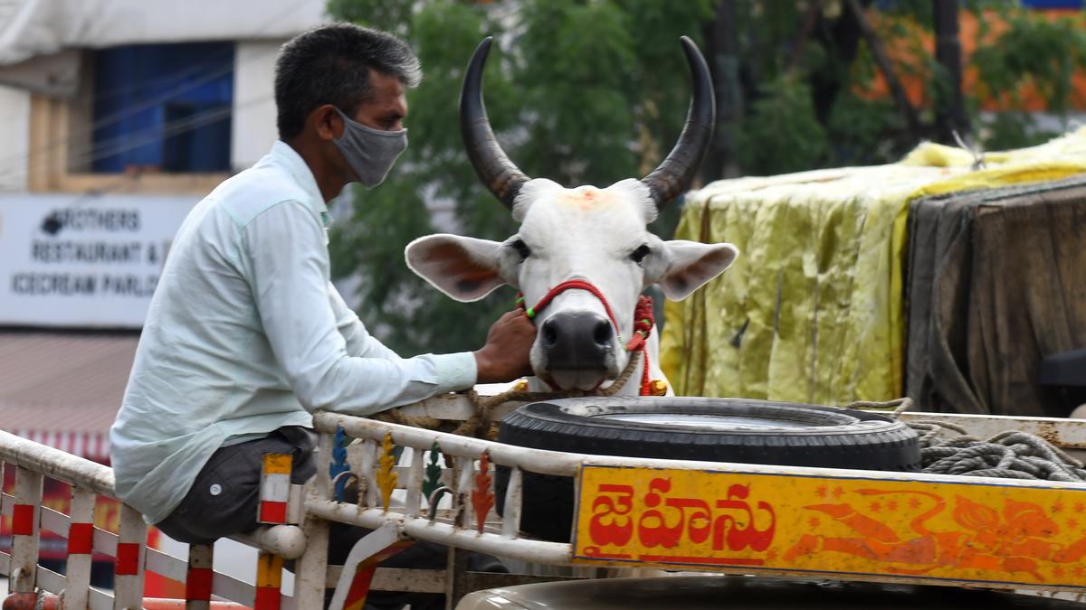Mere transportation of cow not an offence under UP Cow Slaughter Act: Allahabad High Court