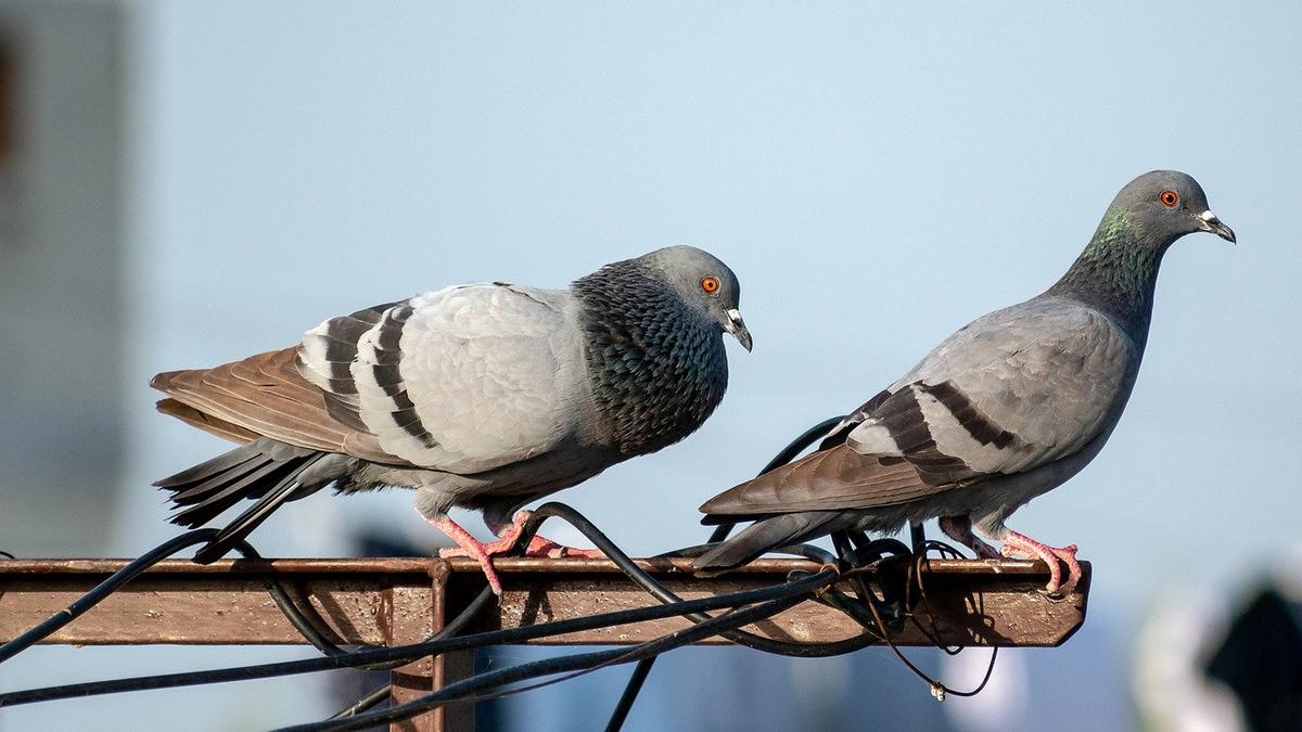 Birds living in open habitat seeing declining trend, large number of common species in trouble: report