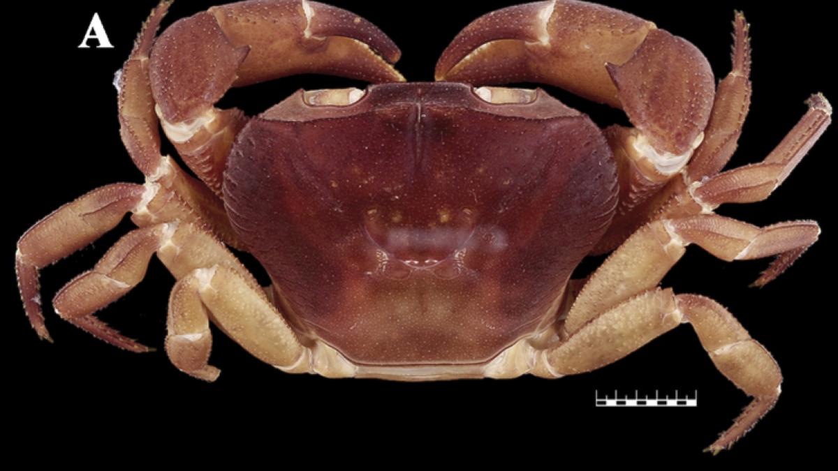 Crab in Silent Valley found displaying both male and female biological traits