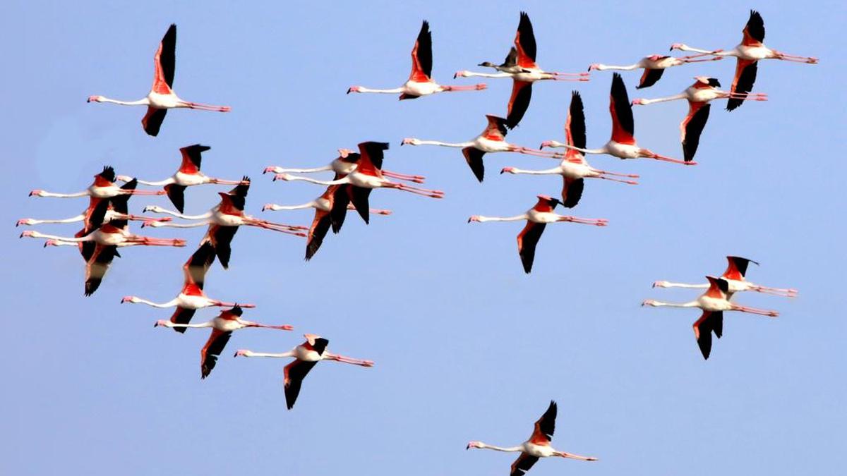 Migratory birds flock to Kazhuveli wetlands for winter sojourn