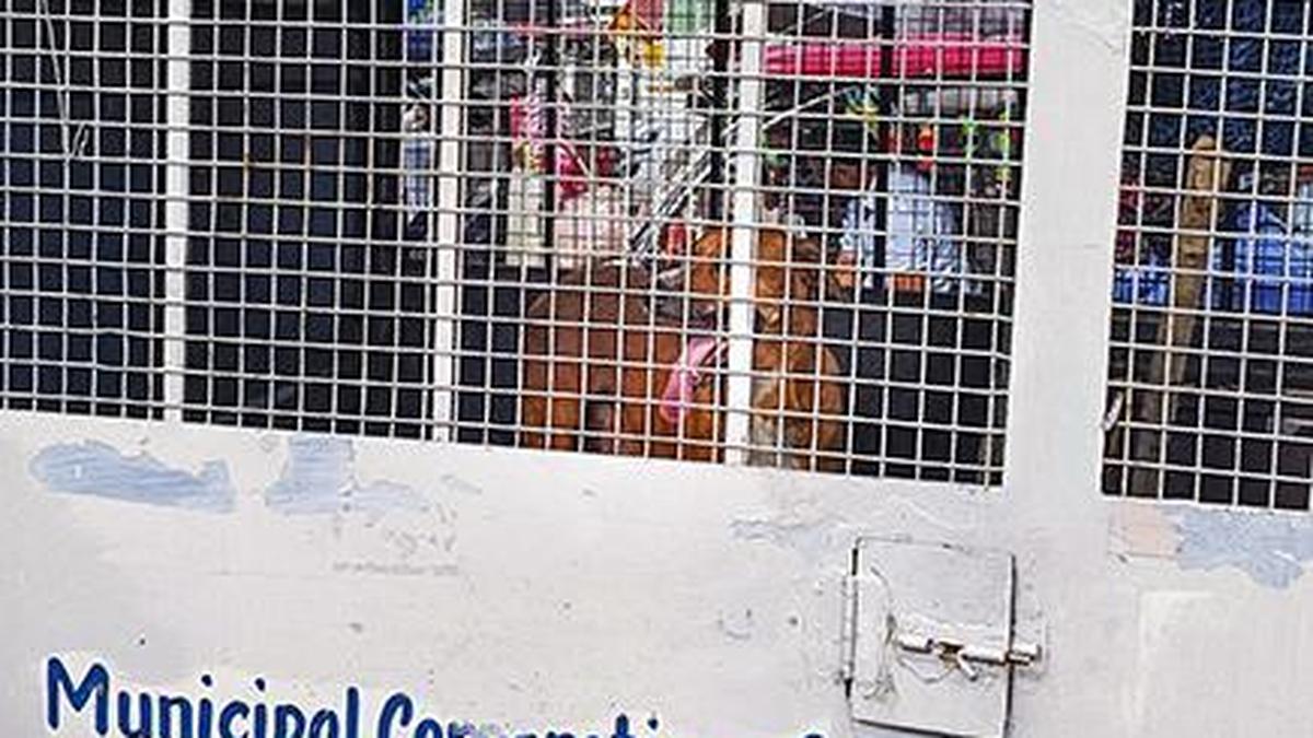 Stray dogs case: We will play video, ask you what is humanity, SC tells petitioner