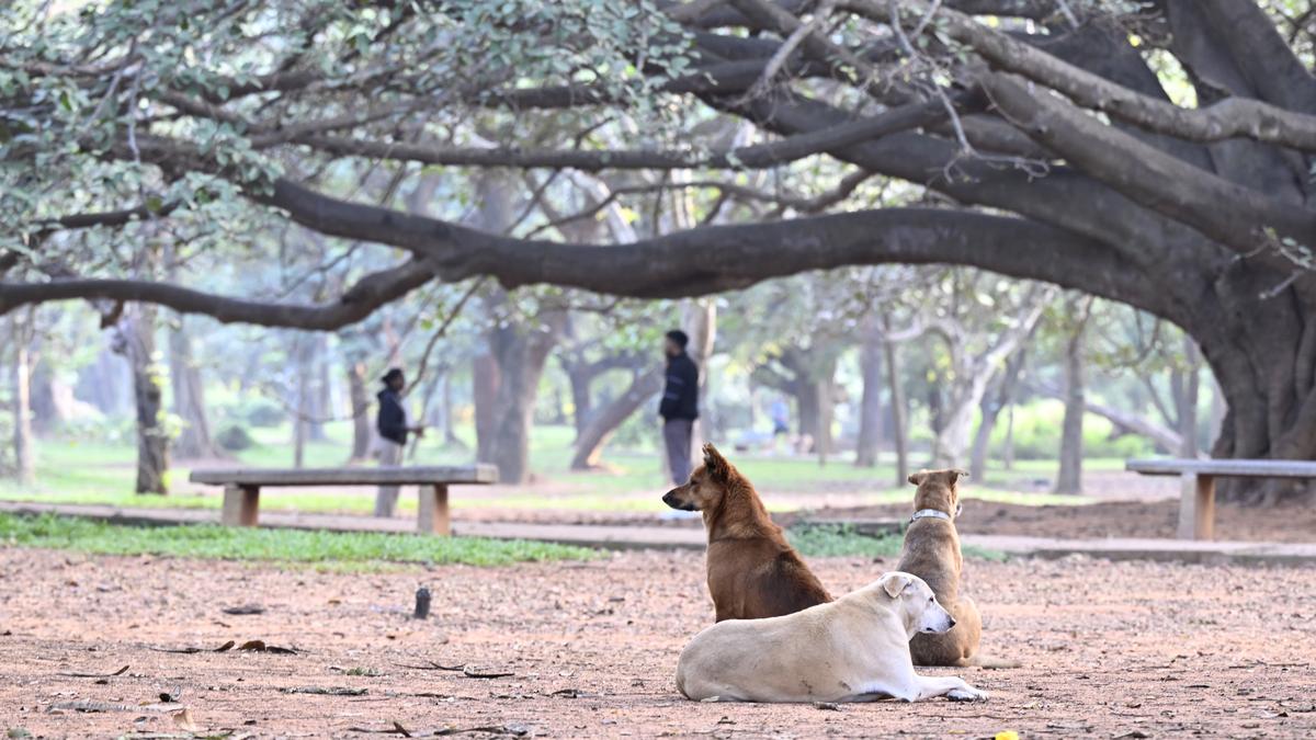 BBMP aims to vaccinate 1.84 lakh stray dogs through Combined Vaccine programme in Bengaluru