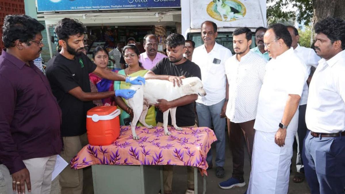 Coimbatore Corporation says 20,319 stray dogs vaccinated in five months
