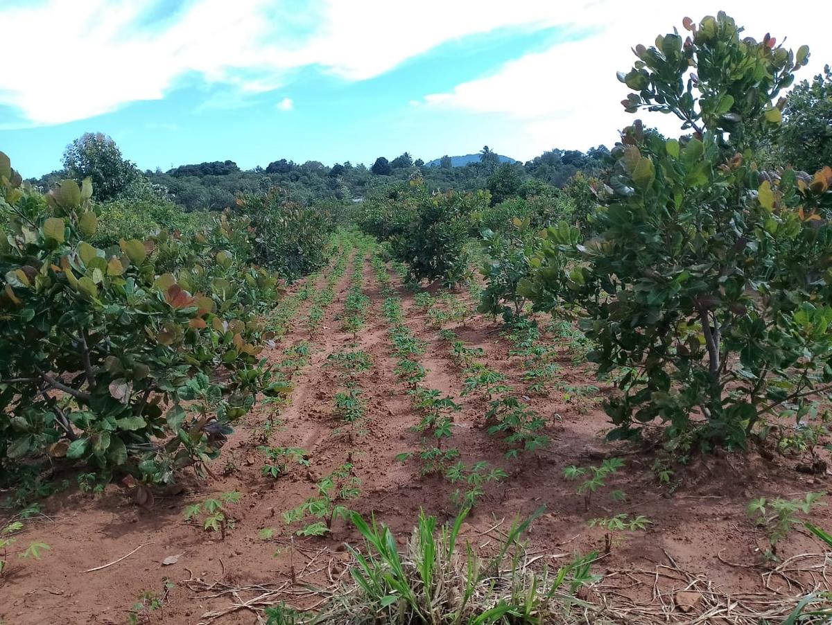With good returns, cashew elbows tapioca out of Pachamalai