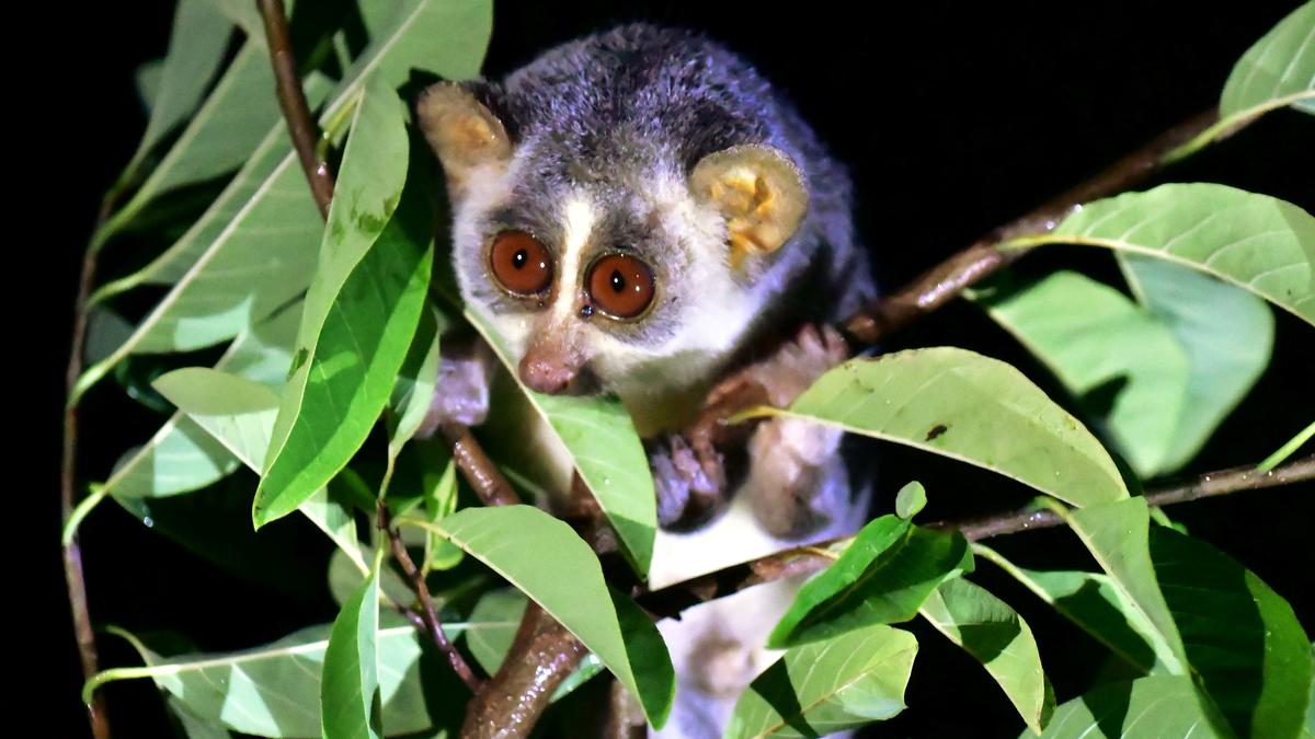Plea to declare Kesampatti region a slender loris sanctuary