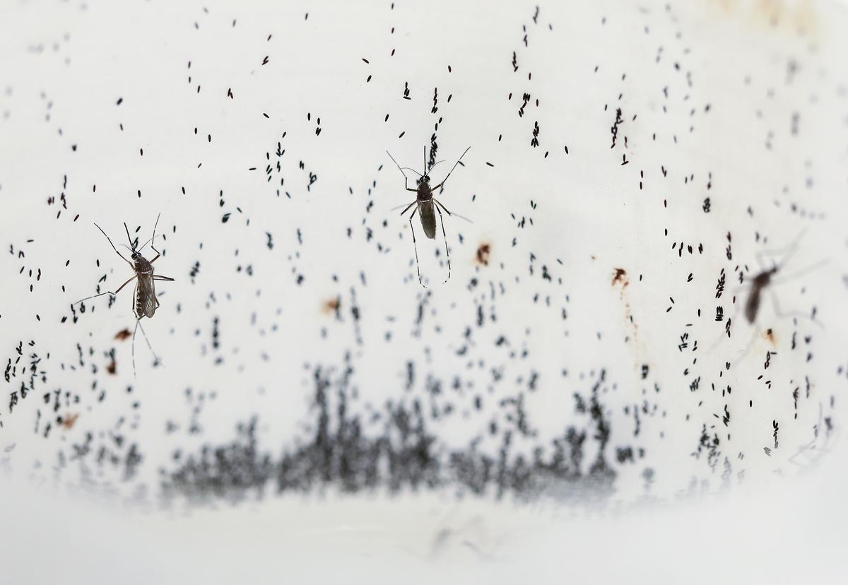 Un bourdonnement constant remplit la pièce où les insectes s'accouplent dans des cages cubiques faites de moustiquaires.