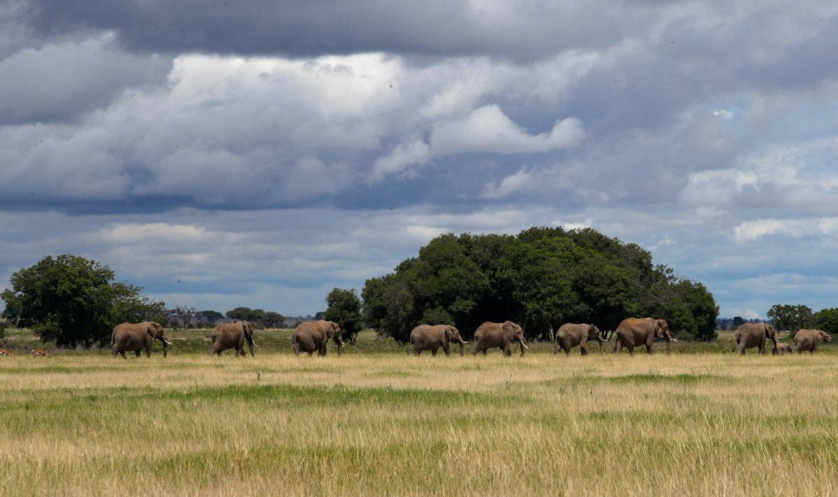 Elephants walk at the Amboseli National Park in Kajiado County, Kenya, April 4, 2024. 