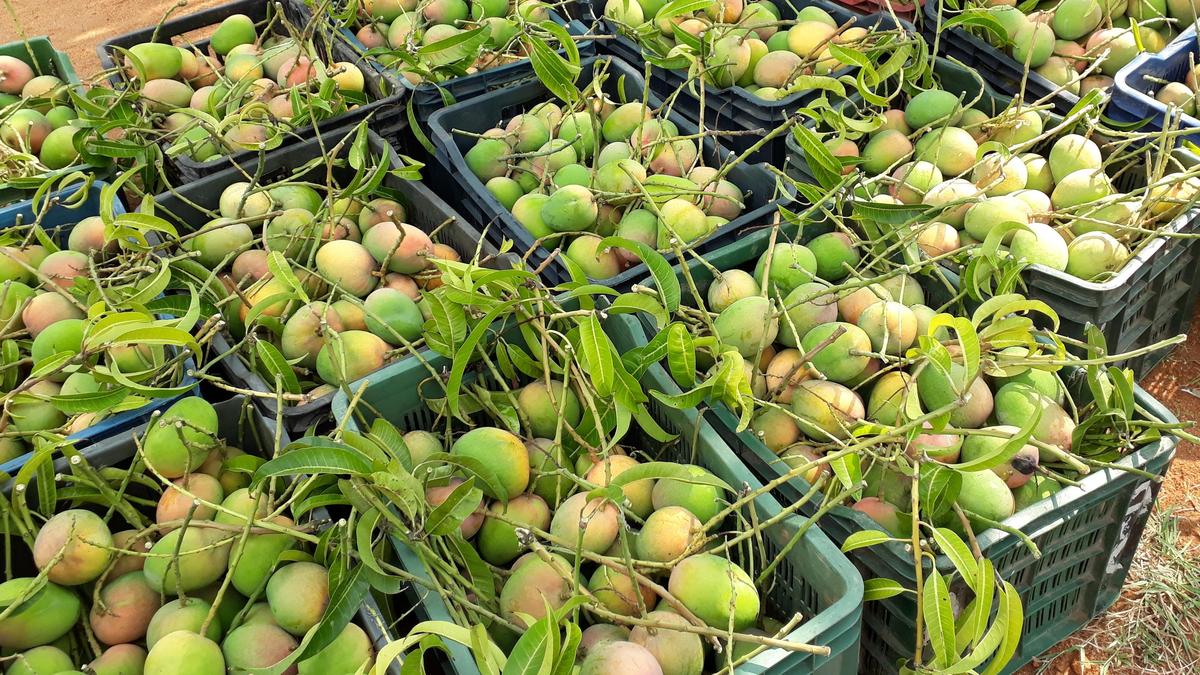 Tamil Nadu election 2026: Farmers of Natham constituency seek government mango processing unit