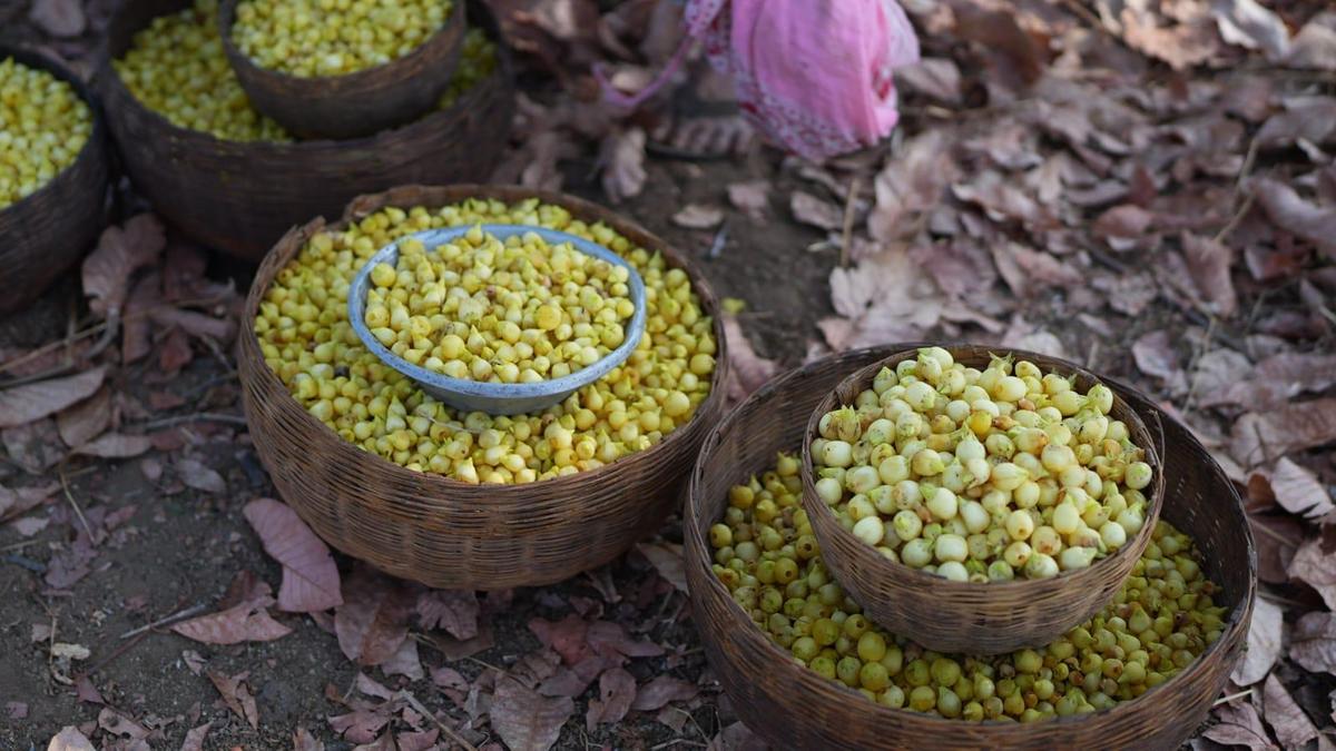 Telangana to launch Mahua flower project to build heritage industry around Ippa