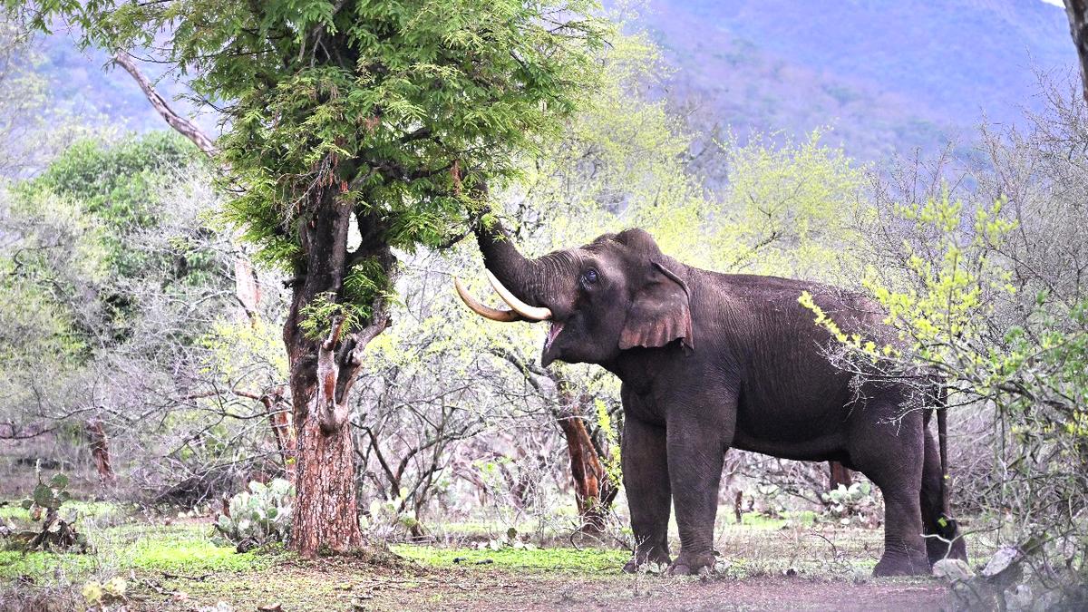 Three sentenced to four years’ rigorous imprisonment each for hunting down wild tusker in Kuttampuzha in 2009