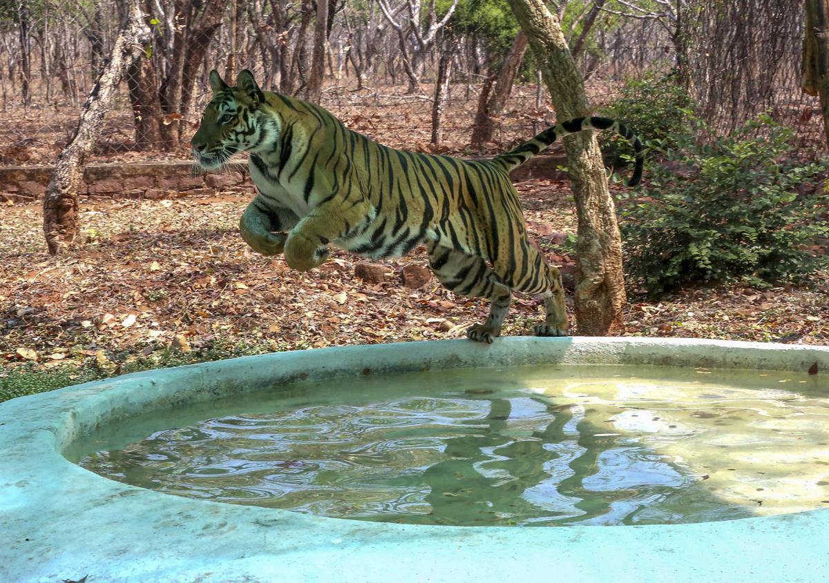 A tiger jumps over a pond in its enclosure at Van Vihar National Park, Bhopal.