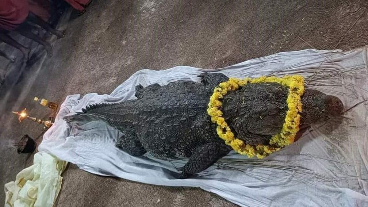 Babiya the mystic crocodile of Ananthapadmanabhaswamy temple in