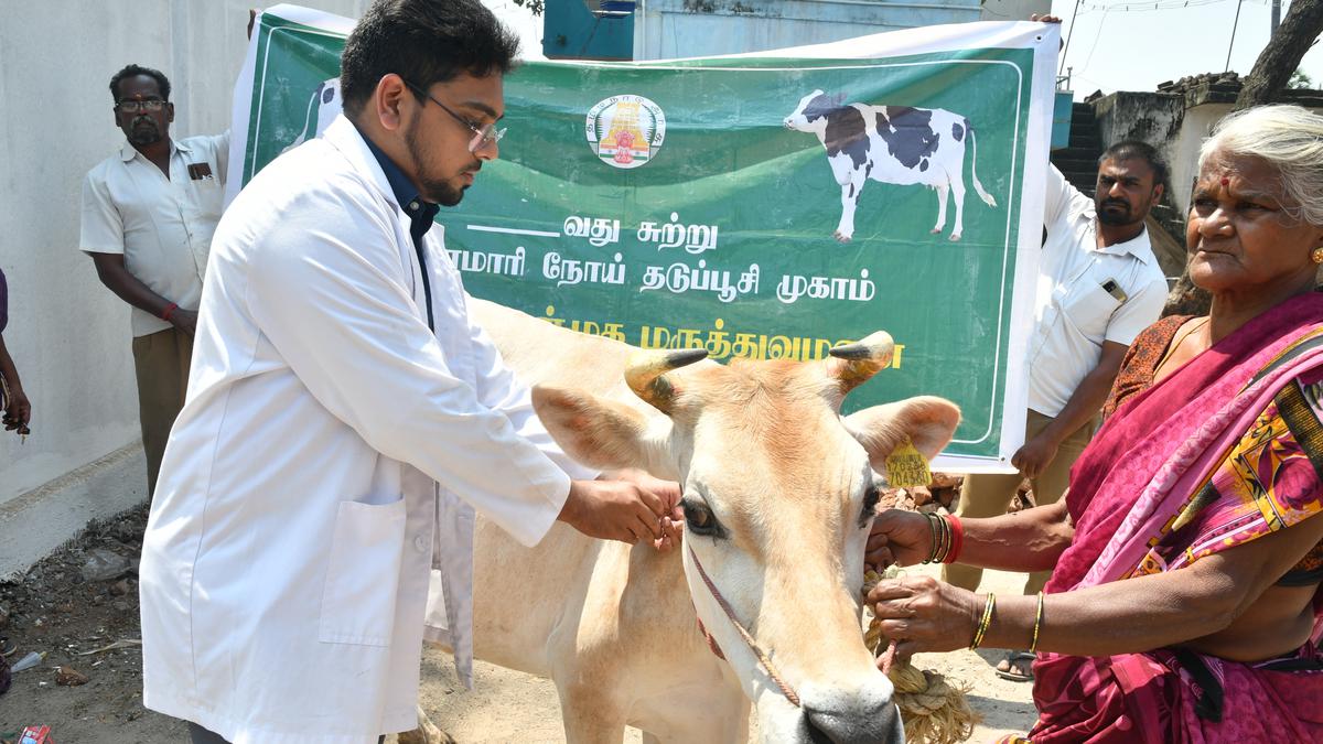 Vaccination against FMD for cattle in Vellore, nearby districts begins ...